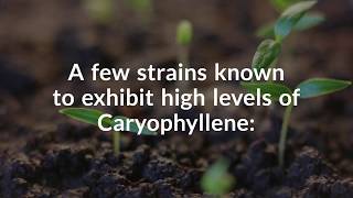 Caryophyllene: Know Your Terpenes