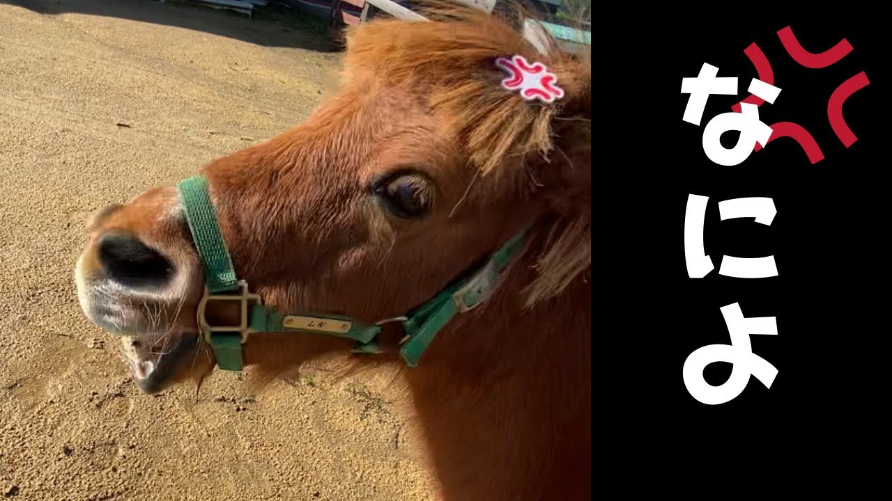 Miniature horses get angry when touched, even though it's a