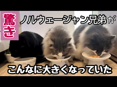 ノルウェージャンフォレストキャットの食欲が止まらない!とってもスゴイんです💦
