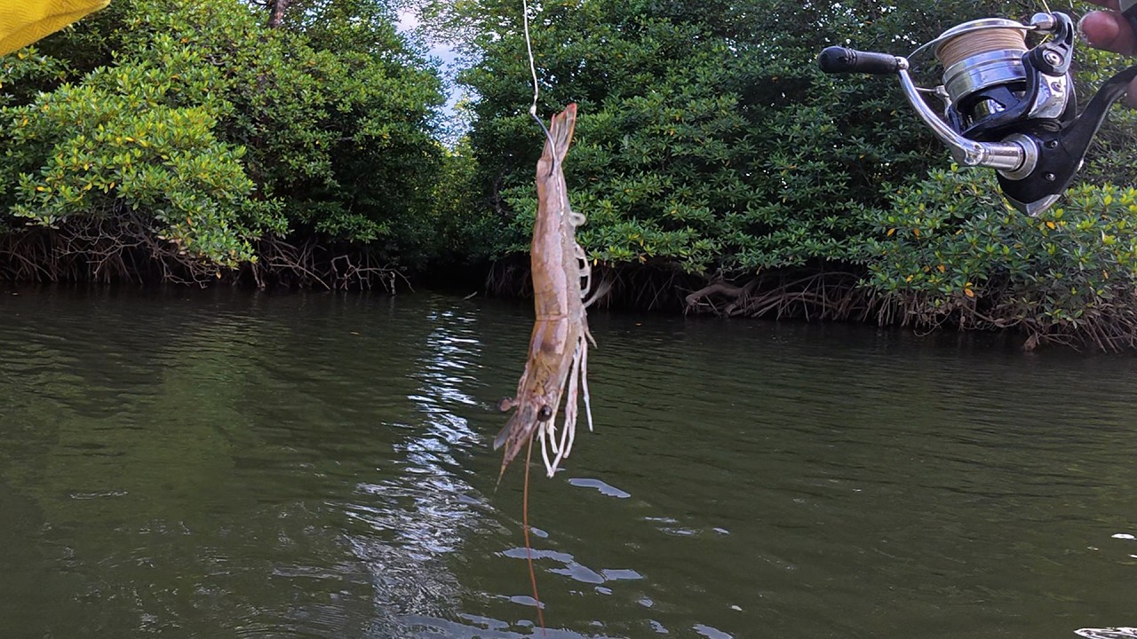 Ikan langsung HAUP mancing pakai Umpan super jitu ini