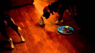 Daisy and Baxter's Birthday Dinner