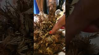 Matumizi ya mumea wa Rose of Jericho