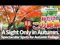 【Japan Travel Video】A Walk on Jiyugaoka's Streets #01 "Todoroki Keikoku" [JP Narrations + Eng Subs]