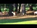 Deer on the golf course