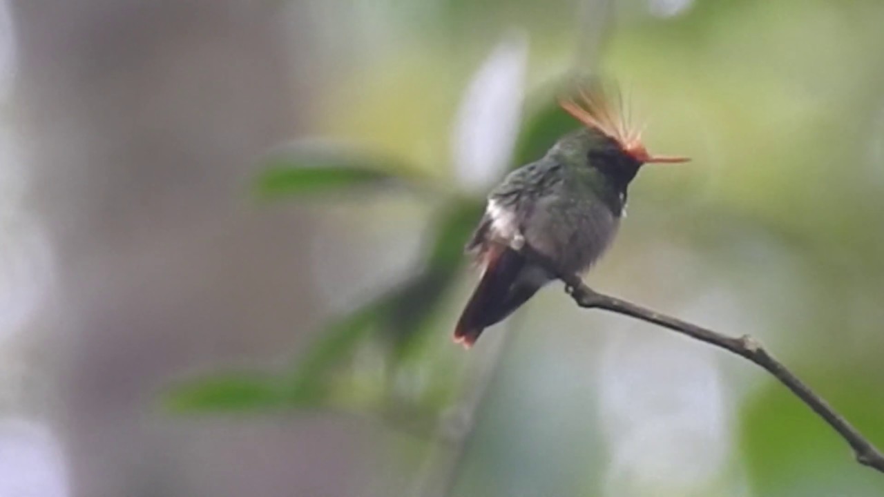 Rufous-crested Coquette 