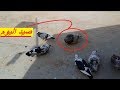 صيد اليوم ذكر حمام من نوع حمام النفاخ الاسباني | ذكر حمام رائع (pigeon gaditano)