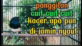 kacer cuit cuit cier