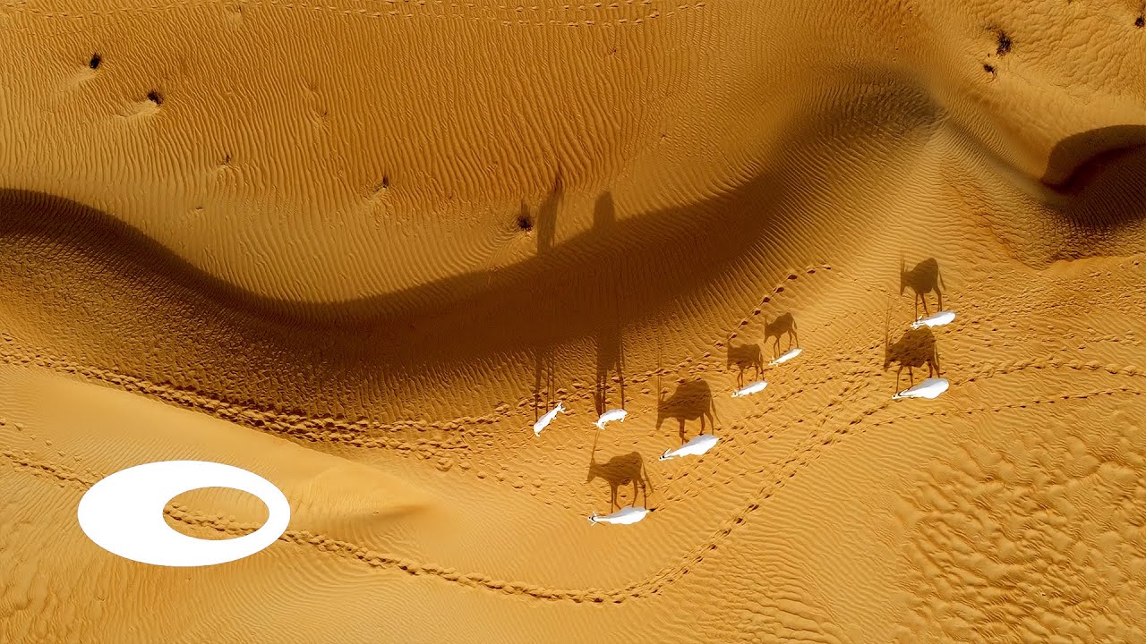 Desert Futures | Museum of the Future and Emirates
