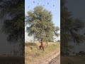 🔥 Extreme Wagtail Hunting 🎯🐦 | Wild Nest Action in Village 🌳💥Silent village mornings 😔