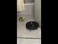 Cocó mi loro Amazonas Aestiva y robotina la aspiradora robot