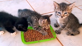 Baby Cats Eating! by Fofura Animal 622 views 2 years ago 1 minute, 35 seconds