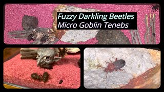 Fuzzy Darkling Beetles And Micro Goblin Tenebs