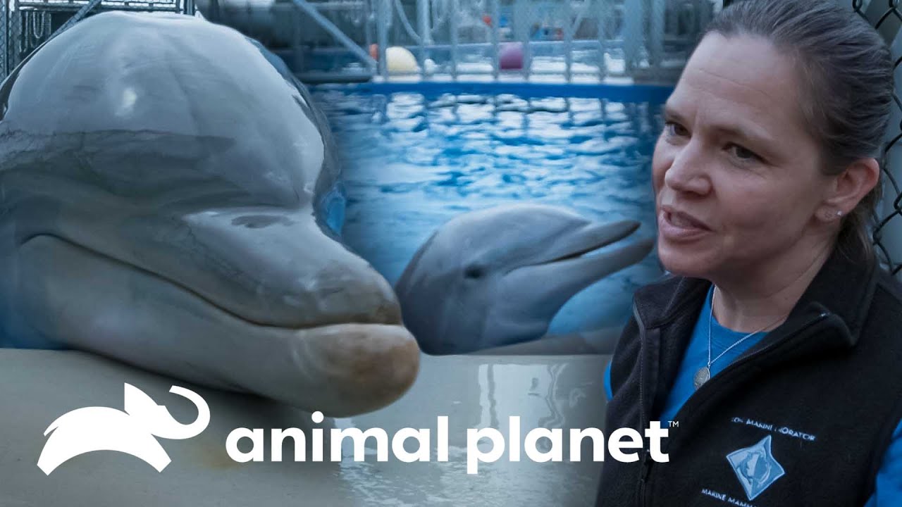 Realizan chequeo médico a los delfines | El Acuario | Animal Planet