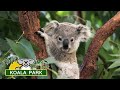 Lone Pine Koala Sanctuary Tour | Brisbane Australia