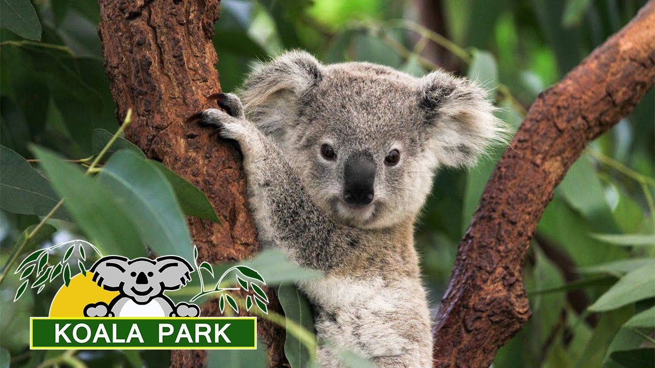 kontakt koala tour