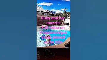 Https Youtu Be KrTPutJJK7A Si Xh4sgh HUsa 6Oxl Check Out VivaPawsVegas 