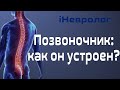 Как устроен позвоночник? Узнай за 5 минут! Советы опытного невролога.