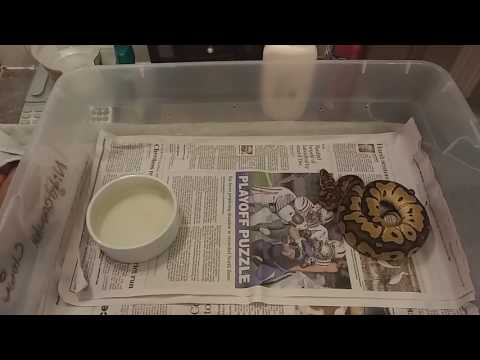 Feeding a f/t mice or rat to a ball python. How to vid.