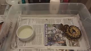 Feeding a f/t mice or rat to a ball python. How to vid.