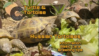 Russian Tortoise information, basic care, and breeding tips