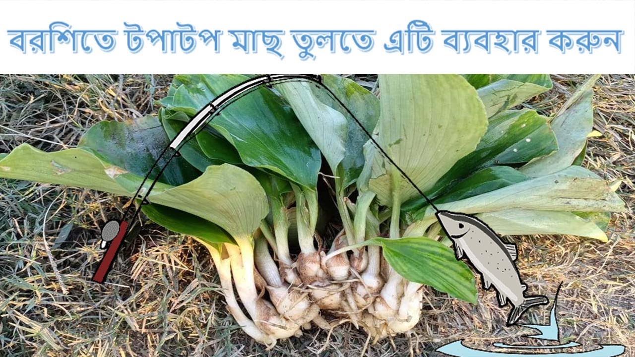 বরশিতে টপাটপ মাছ তুলতে একাঙ্গী ব্যবহার করুন