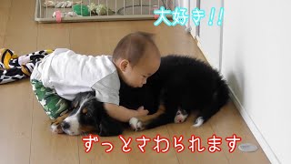 バーニーズ マウンテンドッグ ジャービス 大型犬のいる暮らし 1歳児と3ヶ月 Bernese Mountain Dog And Japanese Family Youtube バーニーズ マウンテンドッグ ジャービス 大型犬のいる暮らし 1歳児と3ヶ月 Bernese Mountain Dog And Japanese Family Youtube