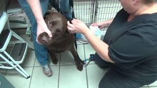 Ear Infections and Treatment by Greg Martinez DVM 46,907 views 7 years ago 4 minutes, 48 seconds