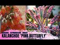 Kalanchoe 'Pink Butterfly' - Origen, cuidados y reproducción