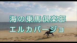 海の乗馬倶楽部 エルカバージョ