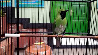 Cucak ijo