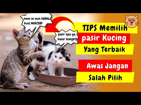 Video: Panduan Pemilik Kucing untuk Pilihan Kitty Litter