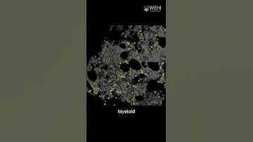 First detailed molecular map of human bone marrow revealed