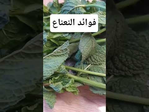 فوائد النعناع وصفات طبيعية النعناع فوائد الأعشاب فوائد معلومة