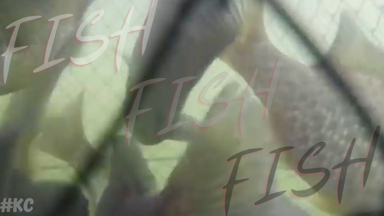 Underwater Point of View! Kayak Floating FISH Basket! 