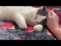 Котик Степан самый молодой и ласковый. Приют ДРУГ ЖИВИ. г. ОМСК