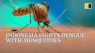 Indonesia breeds ‘good’ mosquitoes to combat dengue fever screenshot 3