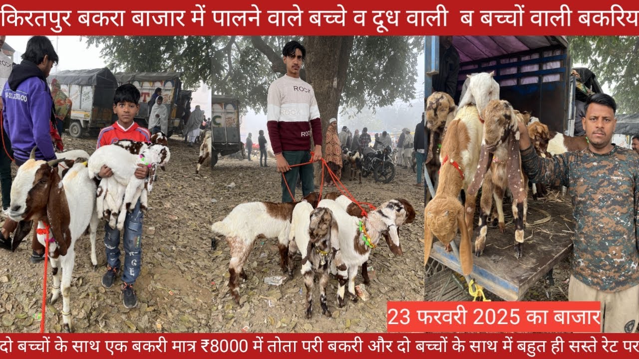 किरतपुर इतवार बकरा बाजार की 23 फरवरी 2025 की वीडियो || पालने वाले बकरी के बच्चों की वीडियो RED FISH