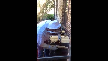 Top Bar Hive Cross Comb Fix