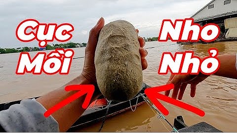 Câu Cá Vồ Đém Mùa Nước Nổi #17 || Mồi To Nhưng Toàn Dính Mini .