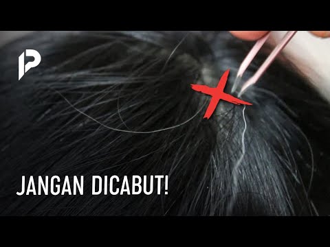 Video: Mengapa, Walaupun Rambut Kelabu Menjengkelkan, Ia Tidak Boleh Dicabut