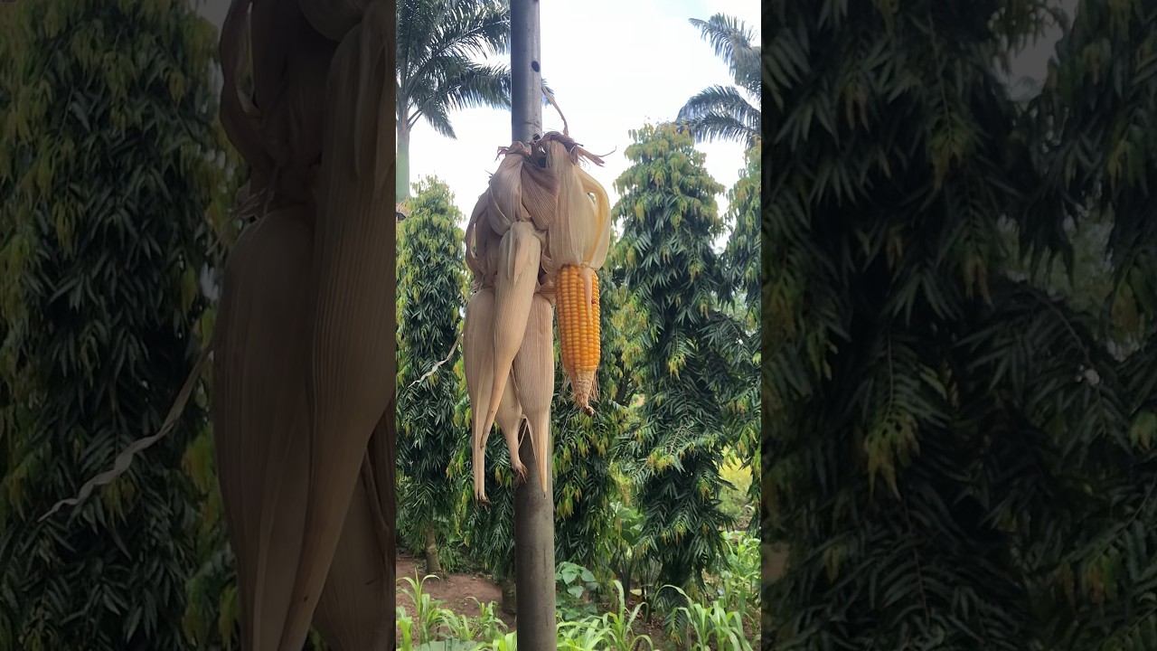 Emergency Corn Harvest After Storm | Backyard Farming Realities