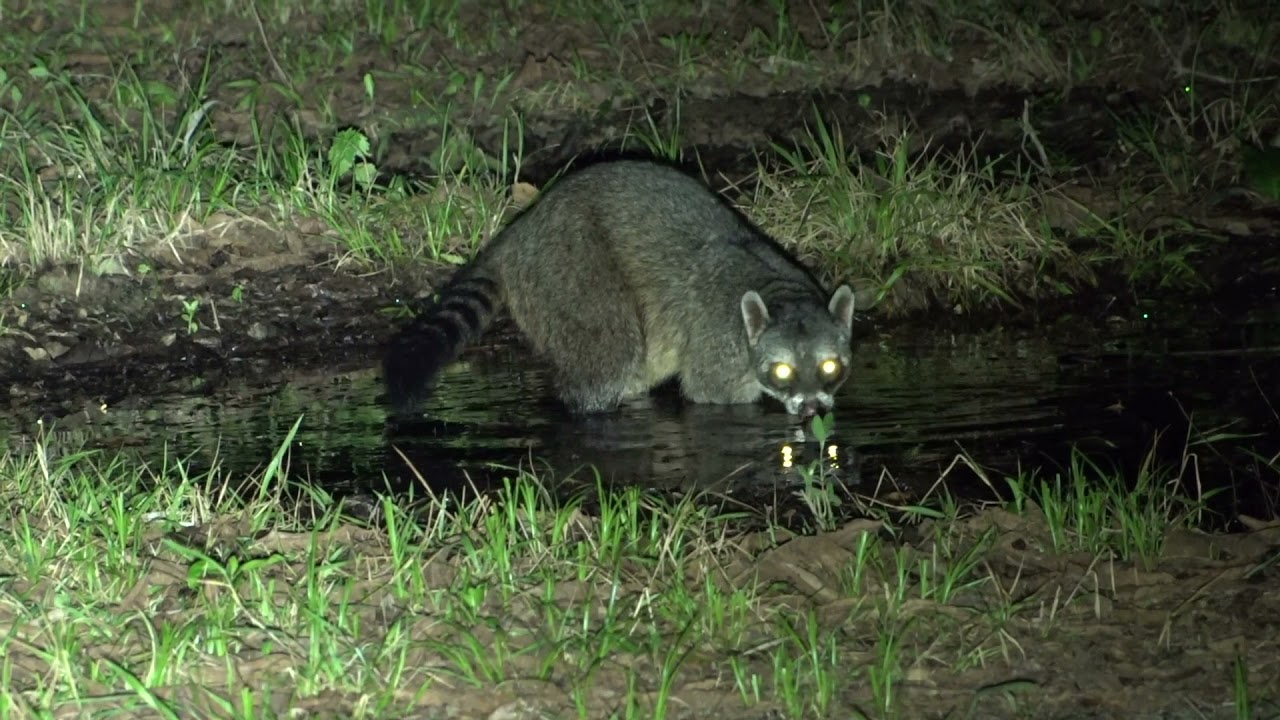 Crab-eating Raccoon Eats More Than Crabs
