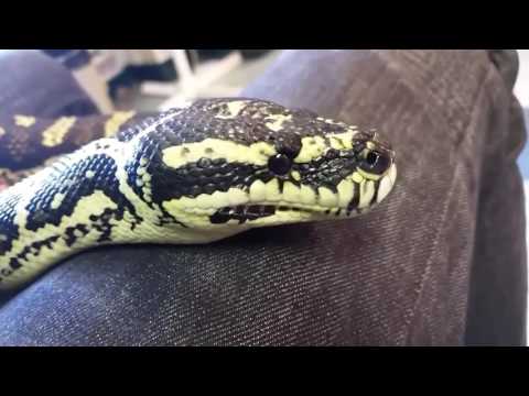 Classroom pets: Jungle Carpet Python