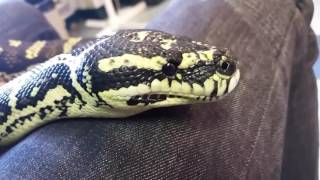 Classroom pets: Jungle Carpet Python Profile