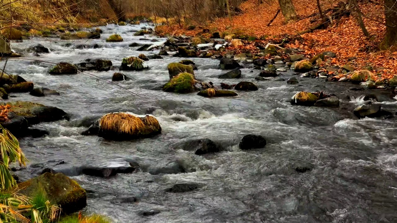 Forest River flowing in Early Morning 4k. Relaxing River Sounds