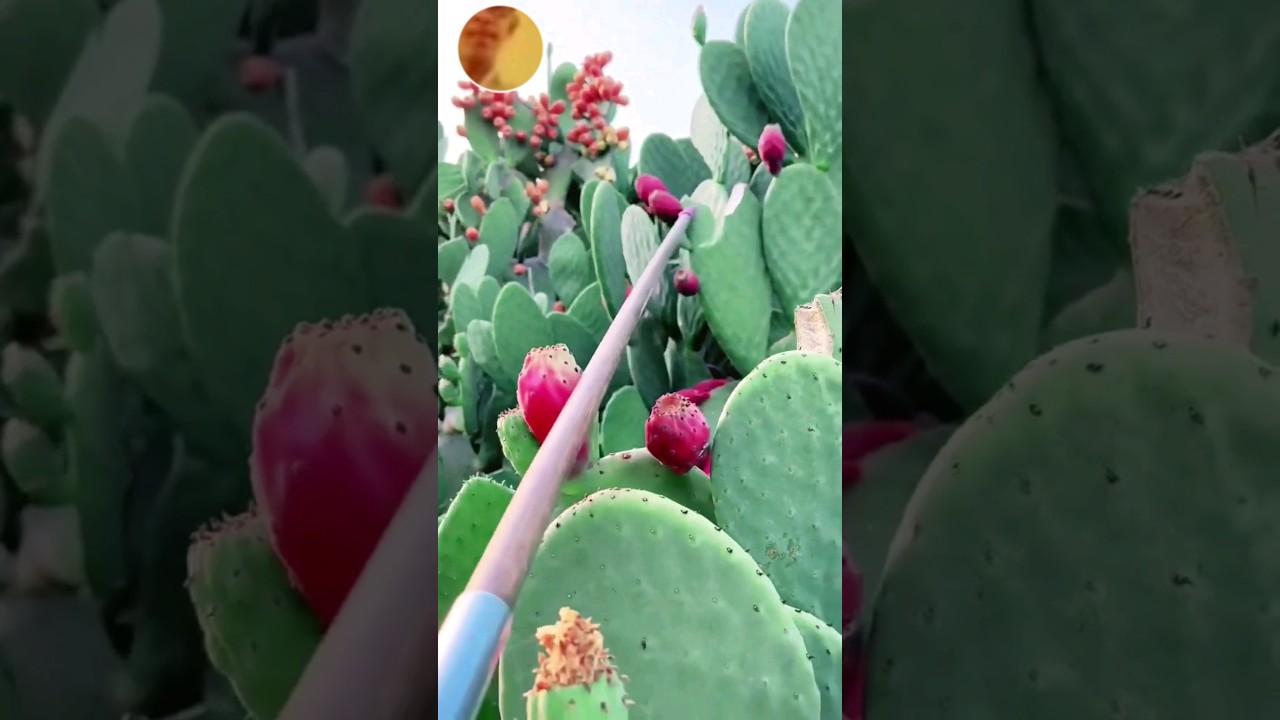 How Do You Pick Cactus Fruits || Tuna Fruits 
