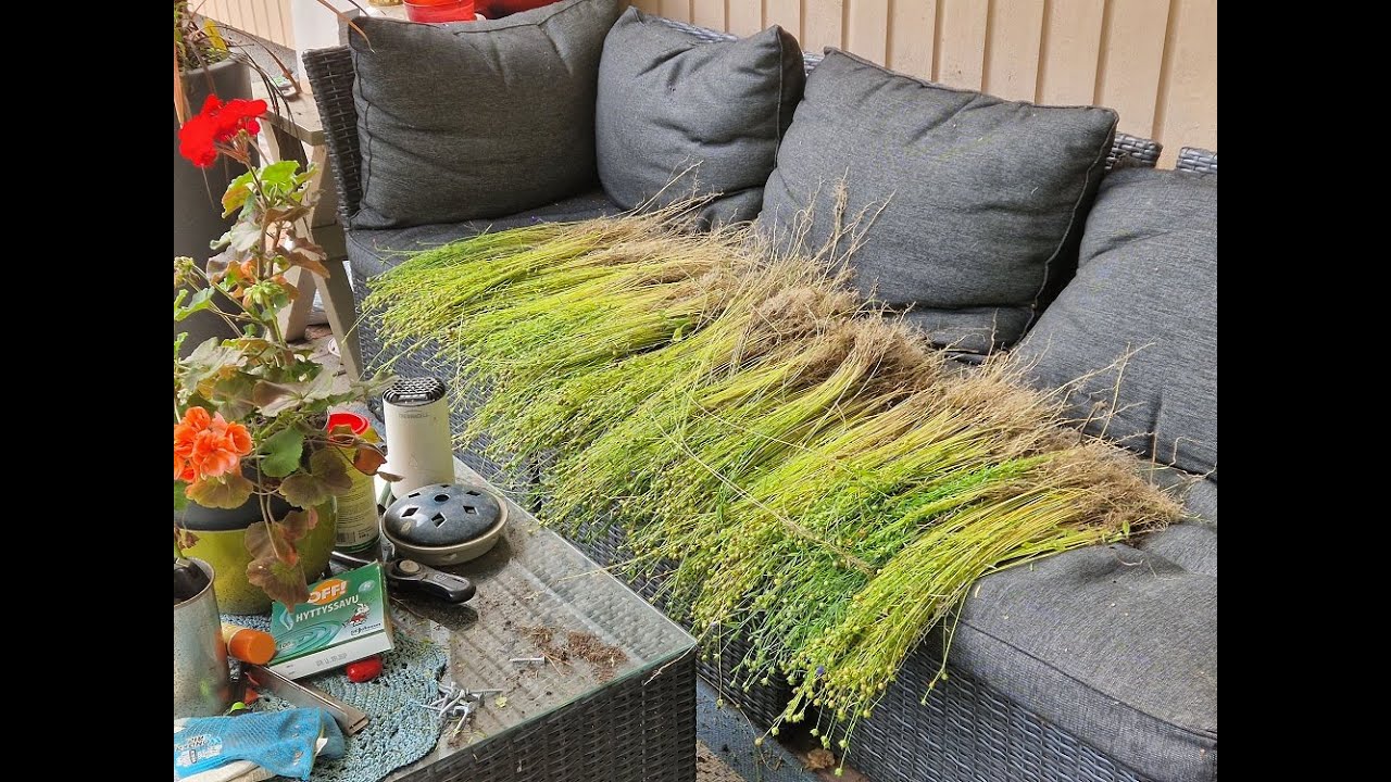 Pellavan viljely ja nyhtö 2023