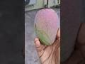 Mango tree 🥭 #myhome #gardening #Mango #shorts #like #comment #subscribe ❤️
