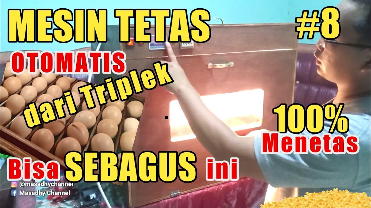MUDAH MEMBUAT MESIN PENETAS TELUR