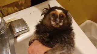 Baby Monkey after her bath  common marmoset